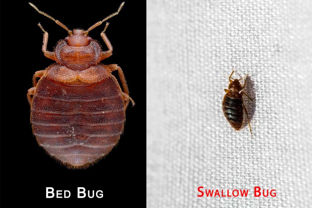 10 Bugs That Look Like Bed Bugs | Differences & Similarities Guide