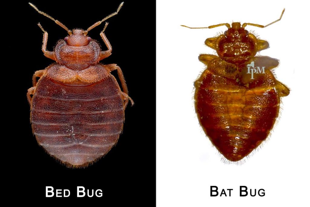 10 Bugs That Look Like Bed Bugs | Differences & Similarities Guide